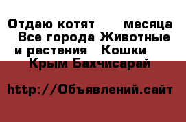 Отдаю котят. 1,5 месяца - Все города Животные и растения » Кошки   . Крым,Бахчисарай